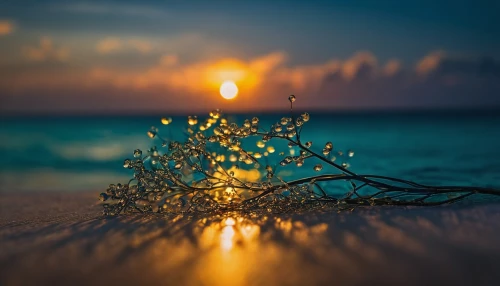 flower in sunset,christmas on beach,glow of light,bokeh lights,bokeh,fairy lights,string of lights,bokeh effect,magic tree,twinkled,twinkling,tree lights,chemosynthesis,tangerine tree,twinkly,spinosum,sargassum,small tree,illumination,light reflections,Photography,General,Fantasy