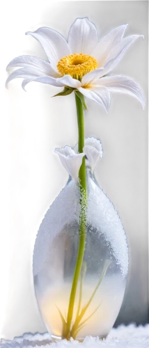 white cosmos,white water lily,salt flower,white flower,white petals,flower of water-lily,white lily,cotton flower,ox-eye daisy,shasta daisy,daisy flower,delicate white flower,white daisies,marguerite daisy,lily flower,gerbera flower,white chrysanthemum,calystegia,water lily flower,the white chrysanthemum,Conceptual Art,Sci-Fi,Sci-Fi 13