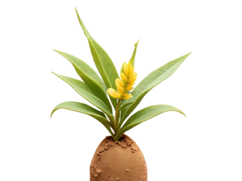 brachypodium,pachypodium,pineapple plant,pineapple background,aspidistra,easter palm,spring leaf background,hostplant,pineapple flower,cycas,potted palm,growth icon,pineapple lily,tropical floral background,ginger plant,potted plant,flower background,flowers png,tillandsia,yellow ball plant,Illustration,Children,Children 06