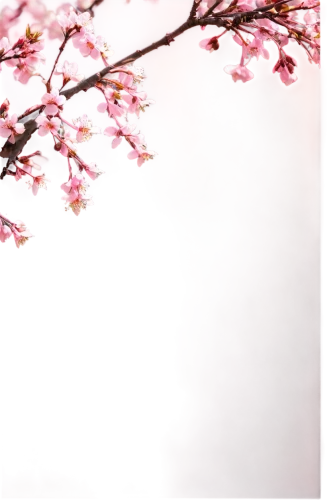 japanese sakura background,sakura background,japanese floral background,sakura tree,sakura cherry tree,sakura trees,sakura blossom,sakura blossoms,cherry blossoms,hanami,spring background,japanese cherry blossoms,the cherry blossoms,japanese cherry blossom,pink cherry blossom,cherry blossom,cherry blossom tree,takato cherry blossoms,sakura flower,sakura branch,Illustration,American Style,American Style 12
