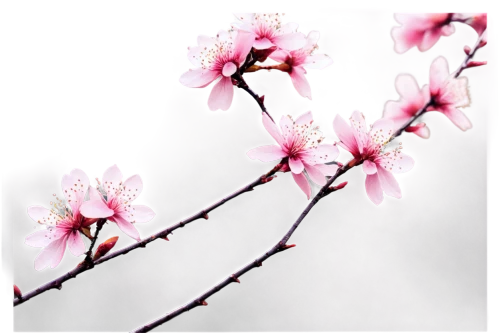 plum blossoms,plum blossom,cherry blossom branch,the plum flower,japanese cherry,apricot blossom,japanese cherry blossom,cherry branches,sakura flower,cherry blossom,peach blossom,japanese cherry blossoms,japanese sakura background,sakura branch,prunus,sakura cherry tree,japanese carnation cherry,pink cherry blossom,apricot flowers,takato cherry blossoms,Conceptual Art,Graffiti Art,Graffiti Art 01
