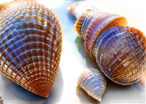 marine gastropods,snail shells,calliostoma,snail shell,micromollusks,micromolluscs,banded snail,gastropods,blue sea shell pattern,micromollusc,shells,mollusks,sea snail,pleopods,molluscan,molluscs,bivalve,shelled gastropod,sea shell,seashells,Photography,Documentary Photography,Documentary Photography 10