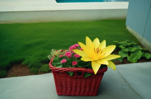 flowerbox,balcony garden,flower basket,flowers in basket,flower pot,flower box,flowerpot,vignetting,yellow cosmos,coreopsis,pot marigold,basket with flowers,yellow flower,yellow gerbera,yellow daylily,yellow calendula flower,yellow-red daylily,yellow allamanda,yellow garden,potted plant,Photography,General,Realistic