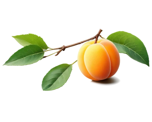 apricot,apricots,kumquat,persimmon tree,tangerine tree,persimmon,orange tree,growing mandarin tree,peach tree,mango,nectarine,orange fruit,satsuma,orangy,apricot preserves,green tangerine,psidium,orang,orangi,orange,Conceptual Art,Daily,Daily 29