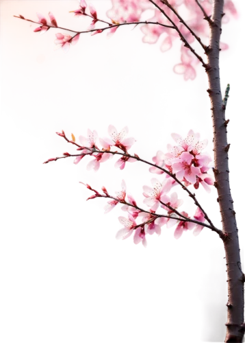 cherry blossom branch,plum blossoms,japanese sakura background,sakura cherry tree,sakura tree,sakura branch,plum blossom,cherry branches,cherry tree,japanese cherry,japanese cherry blossom,cold cherry blossoms,cherry blossom tree,sakura blossoms,sakura trees,japanese cherry blossoms,cherry blossom,cherry blossoms,pink cherry blossom,hanami,Illustration,Abstract Fantasy,Abstract Fantasy 03