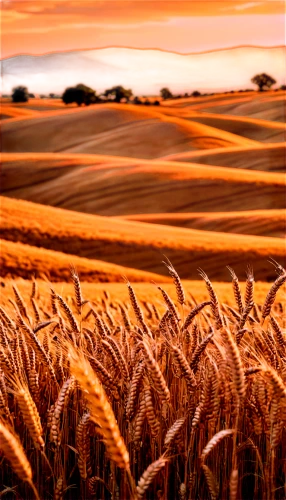 wheat field,wheat fields,wheat crops,wheatfield,grain field,wheat grain,barley field,strands of wheat,wheat grasses,palouse,wheat,wheat ear,field of cereals,strand of wheat,wheat ears,durum wheat,wheatfields,triticum,wheatstraw,straw field,Illustration,Vector,Vector 16