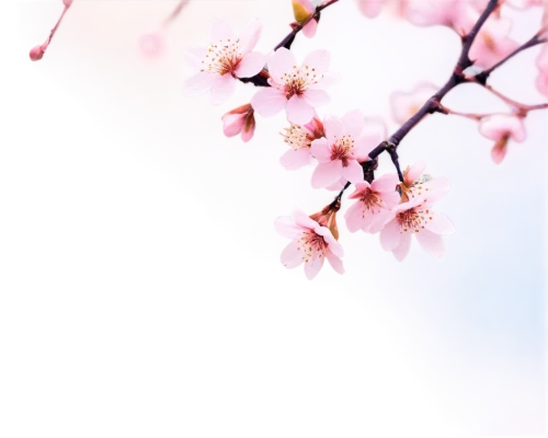 sakura cherry tree,japanese sakura background,sakura tree,sakura background,sakura blossoms,japanese cherry,sakura flowers,cherry blossoms,cherry blossom branch,hanami,cherry blossom,japanese cherry blossoms,plum blossoms,sakura flower,japanese cherry blossom,sakura branch,apricot blossom,cold cherry blossoms,pink cherry blossom,sakura blossom,Conceptual Art,Fantasy,Fantasy 20