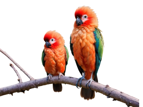 couple macaw,parrot couple,sun conures,macaws on black background,passerine parrots,macaws of south america,light red macaw,conures,colorful birds,golden parakeets,macaws,parrots,rare parrots,tropical birds,sun conure,tanagers,sun parakeet,parrotbills,pajaros,rosellas,Illustration,Paper based,Paper Based 01
