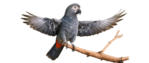african gray parrot,microraptor,bird png,victoria crowned pigeon,enantiornithes,fantail pigeon,southern crowned pigeon,western crowned pigeon,archaeopteryx,crowned pigeon,blue crowned pigeon,troodontid,common crowned pigeon,chakavian,speckled pigeon,confuciusornis,malkoha,scheepmaker crowned pigeon,passenger pigeon,kagu,Conceptual Art,Graffiti Art,Graffiti Art 10