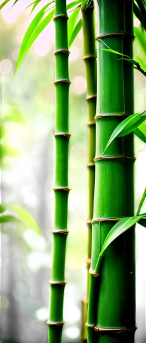 bamboo plants,bamboo,bamboos,hawaii bamboo,black bamboo,bamboo forest,bamboo frame,bamboo curtain,phyllostachys,palm leaf,bamboo flute,palm leaves,betel palm,lucky bamboo,bambu,green wallpaper,lemongrass,palm fronds,palm branches,equisetum,Conceptual Art,Fantasy,Fantasy 25