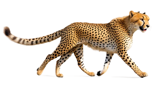 cheetor,cheetah,cheeta,acinonyx,gepard,leopardus,cheetah cub,felidae,tigor,derivable,cheetahs,bengalensis,leopard,bolliger,3d model,3d rendered,leopardskin,cheetah mother,3d render,katoto,Conceptual Art,Sci-Fi,Sci-Fi 23
