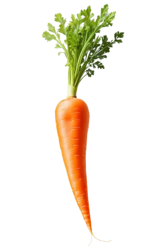 carrot,carrots,carrola,carrott,carrols,big carrot,carrothers,carota,carotene,carotenoids,carrot salad,vegetable,dunnyveg,carotenoid,vegetable outlines,verduras,veg,carrot juice,juglandaceae,veggie,Conceptual Art,Daily,Daily 24