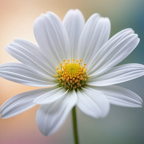 wood daisy background,the white chrysanthemum,marguerite daisy,white chrysanthemum,white cosmos,daisy flower,margueritte,ox-eye daisy,white daisies,african daisy,common daisy,oxeye daisy,osteospermum,chrysanthemum background,shasta daisy,daisy flowers,colorful daisy,leucanthemum,perennial daisy,flower wallpaper,Photography,General,Fantasy
