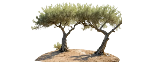 small tree,isolated tree,treewidth,a tree,treepeople,olive tree,photogrammetry,upward tree position,tree,dwarf tree,forest tree,flourishing tree,arbre,argan trees,smaller tree,cypresses,trees,tree die,arboreal,argan tree,Illustration,Retro,Retro 15