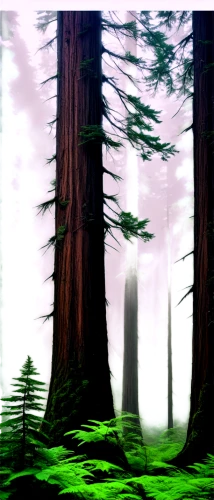 spruce forest,coniferous forest,fir forest,metasequoia,redwood,elven forest,cypresses,forests,the forests,forest,the forest,sequoias,pine forest,forested,foggy forest,green forest,endor,forest background,haunted forest,forest glade,Illustration,Black and White,Black and White 22