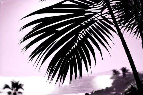 palm tree vector,palms,palm tree silhouette,palm tree,palmtree,palm silhouettes,palm,palm forest,coconut trees,palm leaves,palmtrees,palm trees,coconut palms,palm pasture,coconut palm tree,two palms,palm branches,coconut tree,palm fronds,royal palms,Illustration,Black and White,Black and White 33