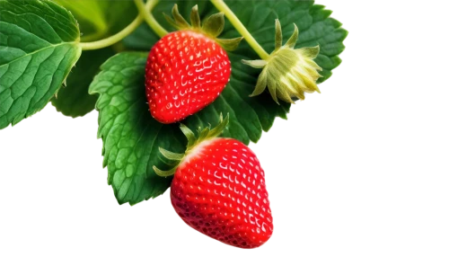 strawberry plant,strawberry tree,fragaria,berry fruit,strawberry ripe,berries,raspberry leaf,red strawberry,raspberry bush,strawberries,red raspberries,red berry,red fruits,raspberries,strawberry,wolfberries,accoceberry,raspberry,strawbs,red berries,Conceptual Art,Daily,Daily 25