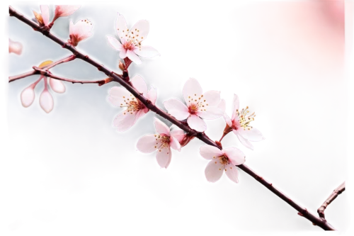 plum blossom,plum blossoms,the plum flower,apricot blossom,cherry blossom branch,apricot flowers,japanese cherry,sakura cherry tree,almond blossom,cherry branches,almond blossoms,prunus,japanese cherry blossom,sakura flower,plum tree,almond tree,japanese sakura background,sakura branch,peach blossom,ornamental cherry,Conceptual Art,Daily,Daily 15