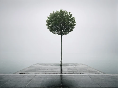 isolated tree,lone tree,lonetree,conceptual photography,arbre,tree thoughtless,sapling,hosseinian,hossein,small tree,hosseinpour,lonely chestnut,bare tree,solitary,the japanese tree,albero,isolated,solitarily,solitude,desertion,Photography,Documentary Photography,Documentary Photography 04