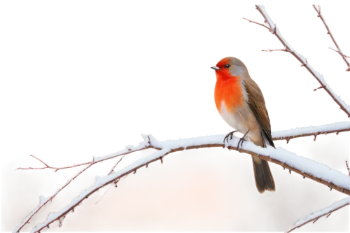 red finch,robins in a winter garden,red feeder,red bird,pink robin,bird on branch,minivet,northern cardinal,red cardinal,cardenal,linnet,snowbird,rosefinch,house finch,bird on the tree,cardenales,bird on tree,redstart,flame robin,crossbills,Art,Classical Oil Painting,Classical Oil Painting 23