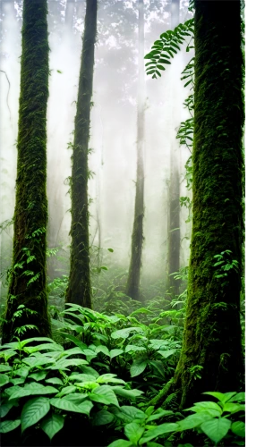 foggy forest,green forest,beech forest,forest floor,northwest forest,rainforests,tropical forest,elven forest,forests,forestland,ferns,rainforest,forested,the forests,verdant,endor,chestnut forest,rain forest,understory,the forest,Illustration,Realistic Fantasy,Realistic Fantasy 09