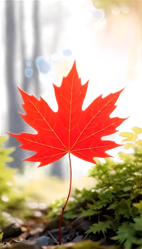 maple leaf red,red maple leaf,yellow maple leaf,maple leave,maple foliage,leaf background,maple leaves,red leaf,maple shadow,leaf maple,maple bush,red maple,maple tree,maple,redleaf,autumn leaf,fall leaf,maple branch,autumn frame,pointed-leaved maple,Illustration,Japanese style,Japanese Style 03