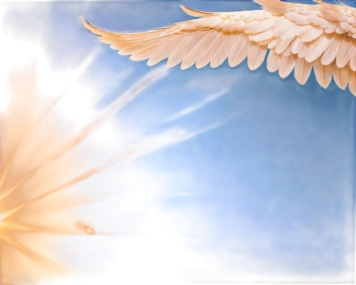 sunburst background,eckankar,angel wing,dove of peace,angel wings,angelology,angelfire,metatron,archangels,angelnote,seraph,seraphim,cherubim,life stage icon,holy spirit,pentecostalist,pentecost,anjo,zadkiel,sekaric,Illustration,American Style,American Style 05