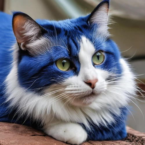 blue eyes cat,cat with blue eyes,cat on a blue background,calico cat,breed cat,british longhair cat,bleustein,siberian cat,cat image,cat european,cute cat,blue tiger,bluesier,european shorthair,jayfeather,felino,domestic cat,cat vector,cat portrait,cat with eagle eyes,Photography,General,Realistic