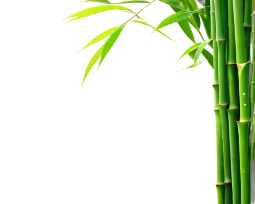 green wallpaper,bamboo plants,palm leaf,bamboo,bamboos,sweet grass plant,bamboo forest,green background,palm leaves,lucky bamboo,hawaii bamboo,bamboo curtain,spring leaf background,sugarcane,phyllostachys,palm fronds,grass fronds,palm sunday,equisetum,lemongrass,Illustration,Retro,Retro 25