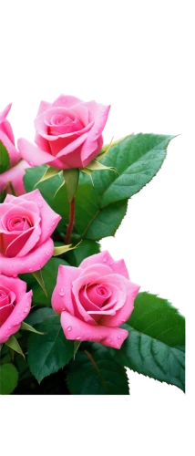 pink roses,rose png,pink rose,flowers png,flower background,rosas,romantic rose,rose pink colors,rose roses,noble roses,mini roses pink,bicolored rose,rosses,rose plant,pink floral background,flower rose,flower wallpaper,rose flower,rosa,rose flower illustration,Conceptual Art,Daily,Daily 25