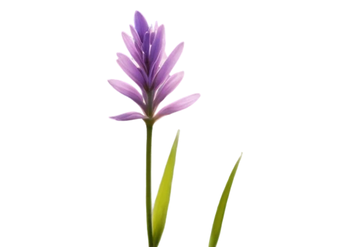 grape-grass lily,flowers png,camassia,lavender flower,stylidium,tillandsia,the lavender flower,sweet grass plant,crown chakra flower,grass lily,purple flower,andropogon,light purple,elven flower,grass blossom,blooming grass,purple fountain grass,flower background,gladiolus,flower purple,Illustration,Black and White,Black and White 14