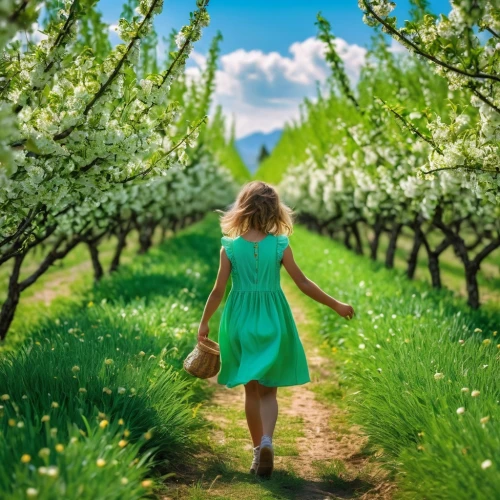 blossoming apple tree,girl in flowers,apple blossoms,girl picking flowers,walking in a spring,spring background,girl picking apples,apple trees,springtime background,apple tree flowers,spring nature,apple tree blossom,orchardist,picking flowers,apple orchard,primavera,orchards,apple flowers,apple tree,pear blossom,Photography,General,Realistic