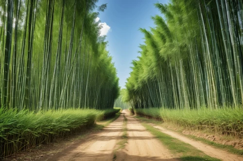 bamboo forest,bamboo plants,bamboo,bamboos,hawaii bamboo,metasequoia,arashiyama,green forest,phyllostachys,yamada's rice fields,poplars,rice field,bamboo curtain,cypresses,japan landscape,tree lined path,tree lined,tree lined lane,ricefield,rice plantation,Photography,General,Realistic