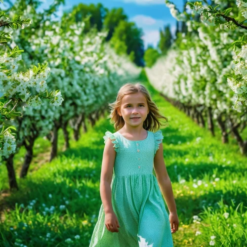 apple blossoms,girl in flowers,blossoming apple tree,girl picking apples,girl picking flowers,apple tree blossom,apple orchard,apple trees,apple tree flowers,pear blossom,apple plantation,orchardist,spring background,picking apple,apple blossom,beautiful girl with flowers,orchards,apple blossom branch,flower girl,apple flowers,Photography,General,Realistic