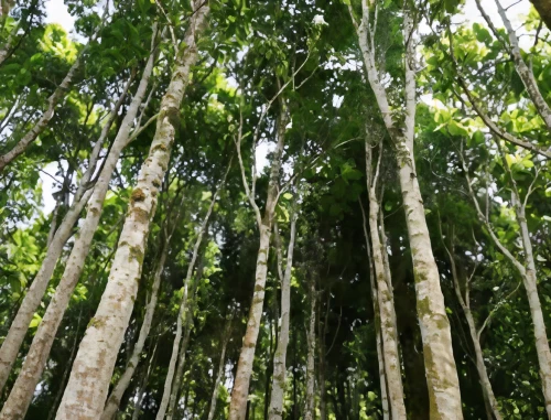 hawaii bamboo,bamboo forest,lianas,bamboo,bamboo plants,bamboos,carpinifolia,phyllostachys,bamboo curtain,dypsis,pterocarpus,murraya paniculatas,acuminatum,sphaerocarpa,phytolacca americana,cocos nucifera,colutea arborescens,buriti,bulusan,brushwood