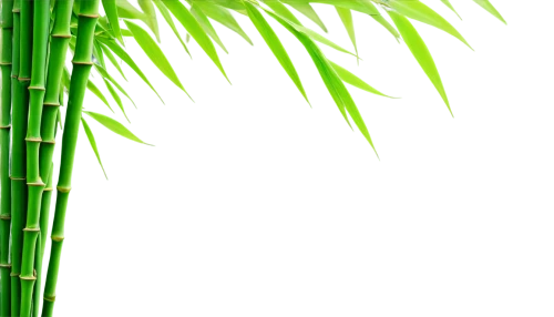 green wallpaper,palm leaf,palm leaves,green background,palm fronds,grass fronds,bamboo plants,palm tree vector,sweet grass plant,bamboo,palm branches,long grass,wheat grass,tropical leaf,bamboos,coconut leaf,green,bamboo forest,sugarcane,hawaii bamboo,Illustration,Realistic Fantasy,Realistic Fantasy 12