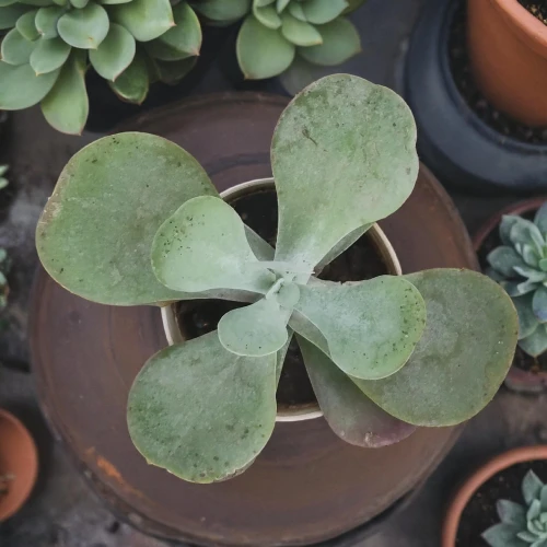 distressed clover,a four leaf clover,medium clover,pennywort,4-leaf clover,four leaf clover,four-leaf clover,4 leaf clover,three leaf clover,triangular clover,five-leaf clover,long ahriger clover,clover leaves,narrow clover,pilea,lucky clover,clover pattern,clovers,polka plant,peperomia