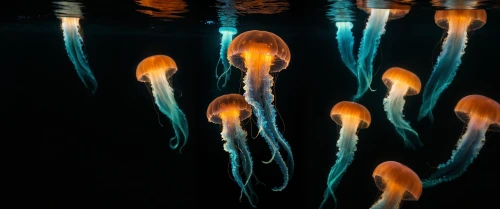 jellyfish,cnidaria,sea jellies,ctenophores,jellyfishes,jellies,cnidarians,spermatophores,lion's mane jellyfish,jellyfish collage,bioluminescent,bioluminescence,raja ampat,rhinophores,chromatophores,ozeaneum,aquarium,cauliflower jellyfish,jellyvision,pseudobulbs