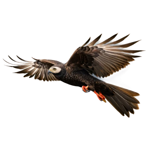 bearded vulture,aguila,3d crow,falconidae,red tailed kite,harris hawk in flight,eagle vector,falconiformes,bird in flight,changeable hawk-eagle,black kite,microraptor,lanner falcon,flying hawk,rapace,magpie,african fishing eagle,bird flying,african fish eagle,marsh harrier,Conceptual Art,Oil color,Oil Color 13