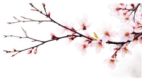 plum blossoms,plum blossom,cherry branches,cherry blossom branch,the plum flower,apricot blossom,japanese sakura background,sakura cherry tree,ornamental cherry,plum tree,cherry tree,japanese cherry blossom,cherry blossom tree,sakura branch,japanese cherry,almond blossom,cold cherry blossoms,sakura tree,japanese floral background,japanese cherry blossoms,Illustration,Realistic Fantasy,Realistic Fantasy 14