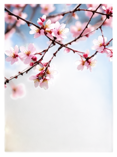 plum blossoms,plum blossom,japanese floral background,sakura cherry tree,cherry blossom branch,japanese sakura background,japanese carnation cherry,apricot blossom,japanese cherry blossom,japanese cherry blossoms,the plum flower,japanese cherry,apricot flowers,spring background,cherry blossom tree,plum tree,cherry branches,cherry blossom japanese,japanese cherry trees,takato cherry blossoms,Illustration,Retro,Retro 26