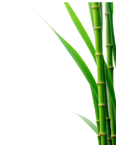 bamboo plants,palm leaf,bamboo,green wallpaper,sugarcane,bamboos,sweet grass plant,equisetum,bamboo forest,hawaii bamboo,green background,lemongrass,sugar cane,palm leaves,phyllostachys,coconut leaf,palm fronds,pandanus,spring onion,lucky bamboo,Art,Classical Oil Painting,Classical Oil Painting 44