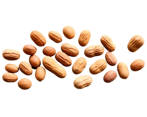 almond nuts,pine nuts,unshelled almonds,cocoa beans,groundnuts,kernels,salted peanuts,mixed nuts,almonds,phytoestrogens,hazelnuts,legumes,seeds,peanuts,betelnut,pecans,indian almond,groundnut,mycotoxins,corms,Illustration,Black and White,Black and White 23