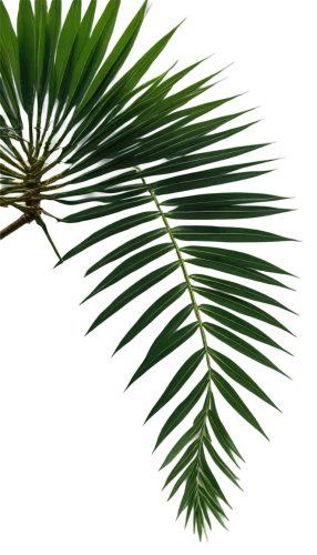 palm fronds,pine needle,palm leaf,palm tree vector,fan palm,grass fronds,cycas,feather bristle grass,palmera,palm leaves,fishtail palm,palmtree,palmettos,echinochloa,palm blossom,palmetto,tropical leaf,pine needles,albizia,pine flower,Art,Classical Oil Painting,Classical Oil Painting 35