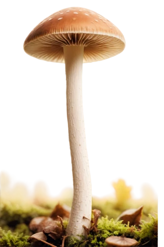 milkcap,clitocybe,conocybe,mycena,forest mushroom,mushroom landscape,inocybe,psilocybe,gymnopilus,amanita,hygrocybe,basidiomycota,agaricaceae,marasmius,pluteus,basidiomycete,psilocybin,lepiota,agarics,mushroom,Art,Classical Oil Painting,Classical Oil Painting 44