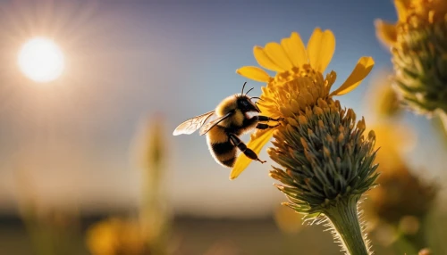 neonicotinoids,bee pollen,bienen,hommel,bee,bees pasture,bee pasture,apiculture,pollinate,pollinating,abeille,wild bee,western honey bee,pollination,pollino,pollinators,beekeeping,honeybees,pollinator,honey bees,Photography,General,Cinematic