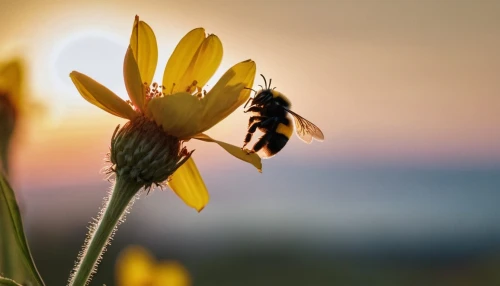 flower in sunset,bee,pollinator,pollino,pollinating,bees pasture,pollinators,pollination,wild bee,bee pasture,neonicotinoids,western honey bee,pollinate,bienen,bumblebee fly,bumblebees,hommel,collecting nectar,honeybees,bee in the approach,Photography,General,Cinematic