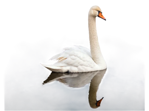 trumpeter swan,trumpet of the swan,swan,white swan,mute swan,swanning,swansong,constellation swan,swan lake,cisne,trumpeter swans,swan pair,swans,swanee,young swan,canadian swans,swan on the lake,swan cub,swan chick,swanlike,Photography,Documentary Photography,Documentary Photography 14