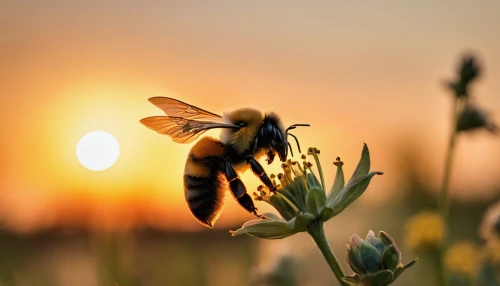hommel,bienen,honey bee,bee,honeybee,western honey bee,neonicotinoids,honey bees,honeybees,wild bee,pollinators,bees pasture,bumblebee fly,abeille,bee pasture,giant bumblebee hover fly,apis mellifera,beekeeping,pollinator,honey bee home,Photography,General,Cinematic