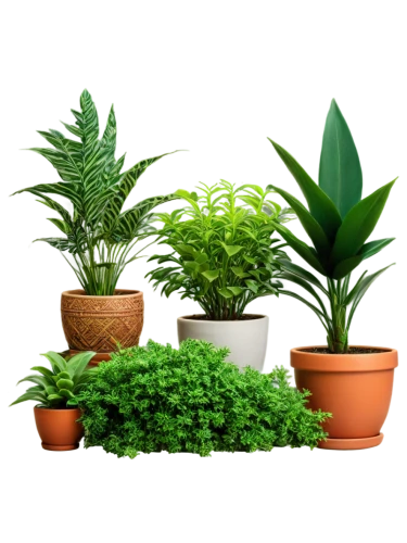 green plants,potted plants,small plants,green plant,garden plants,plantes,houseplants,plants,green wallpaper,plants in pots,ornamental plants,potted plant,garden herbs,outdoor plants,houseplant,house plants,green background,little plants,hostplants,exotic plants,Illustration,American Style,American Style 01